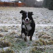 Berner sennenhund Viggo