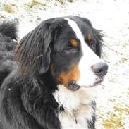 Berner sennenhund Viggo