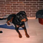 Rottweiler Kenzo