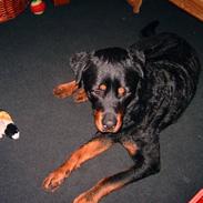 Rottweiler Kenzo