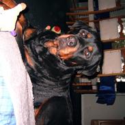 Rottweiler Kenzo