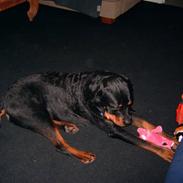 Rottweiler Kenzo
