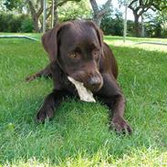 Labrador retriever Hilde