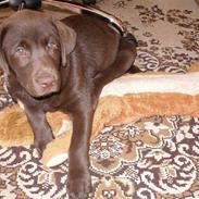 Labrador retriever Hilde