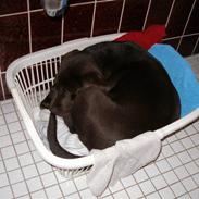 Labrador retriever Hilde