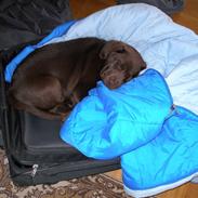 Labrador retriever Hilde