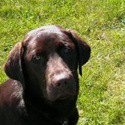 Labrador retriever Hilde
