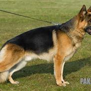 Schæferhund Leri Quanto