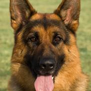 Schæferhund Leri Quanto