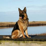 Schæferhund Leri Quanto