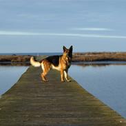 Schæferhund Leri Quanto