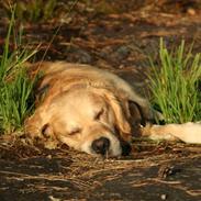 Blanding af racer Zimba