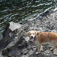 Blanding af racer Zimba