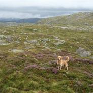 Blanding af racer Zimba