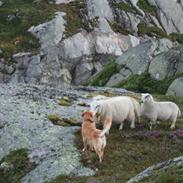 Blanding af racer Zimba