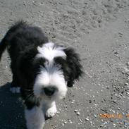 Bearded collie Ollie