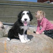 Bearded collie Ollie