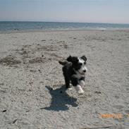 Bearded collie Ollie