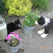 Bearded collie Ollie