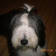Bearded collie Ollie