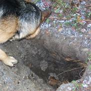 Schæferhund Hemax Aline, kaldet Eisa