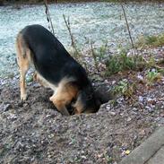 Schæferhund Hemax Aline, kaldet Eisa