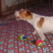 Jack russell terrier Enzo<3