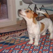 Jack russell terrier Enzo<3