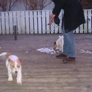 Jack russell terrier Enzo<3