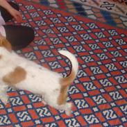 Jack russell terrier Enzo<3