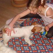 Jack russell terrier Enzo<3