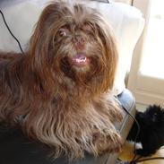 Shih tzu Ludwig