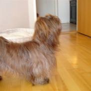 Shih tzu Ludwig