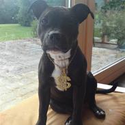 Staffordshire bull terrier Lucca