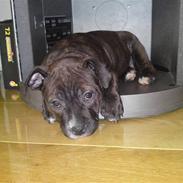 Staffordshire bull terrier Lucca