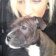 Staffordshire bull terrier Lucca