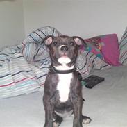 Staffordshire bull terrier Lucca