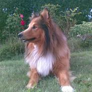 Shetland sheepdog Buller