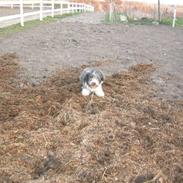 Blanding af racer Daisy