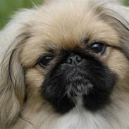 Pekingeser chiquila