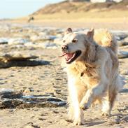 Golden retriever Zippo