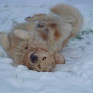 Golden retriever Zippo