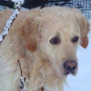 Golden retriever Zippo