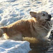 Golden retriever Zippo