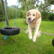 Golden retriever Zippo