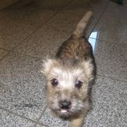 Cairn terrier Bailey