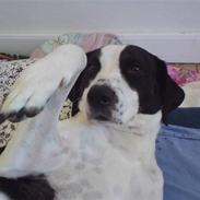 Blanding af racer basse