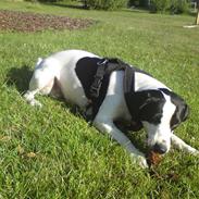 Blanding af racer basse