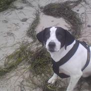 Blanding af racer basse