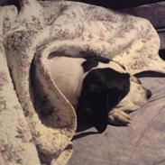 Blanding af racer basse